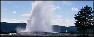 Old Faithful geyser. Yellowstone National Park (Panoramic color)