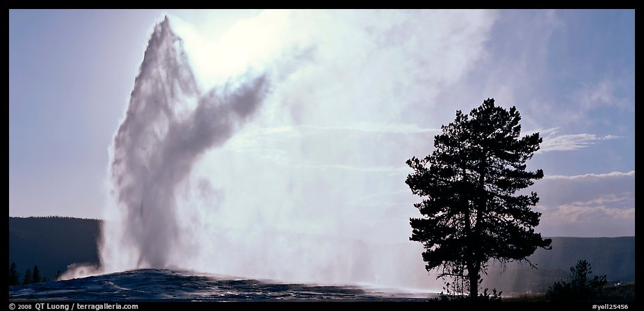 Old Faithful geyser and tree. Yellowstone National Park, Wyoming, USA.