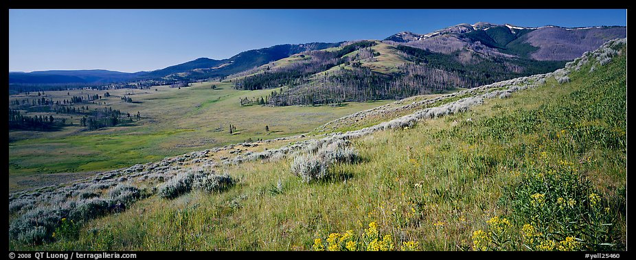 Mountain slopes with wildflowers. Yellowstone National Park (color)