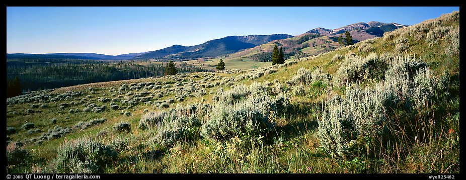 Gentle slopes covered with summer wildflower. Yellowstone National Park, Wyoming, USA.