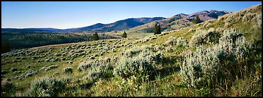 Gentle slopes covered with summer wildflower. Yellowstone National Park (Panoramic color)