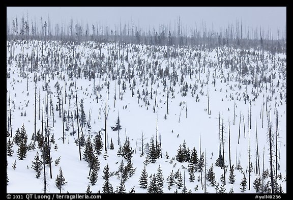 Lewis Canyon slopes with burned forest, winter. Yellowstone National Park, Wyoming, USA.