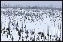 Lewis Canyon slopes with burned forest, winter. Yellowstone National Park, Wyoming, USA. (color)