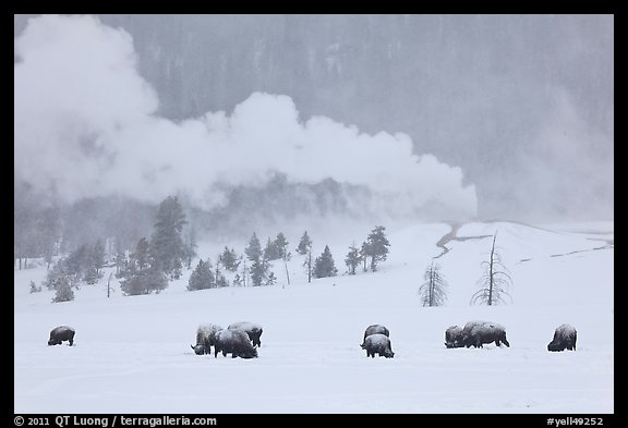 Bison and Lion Geyser in winter. Yellowstone National Park, Wyoming, USA.