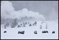 Bison and Lion Geyser in winter. Yellowstone National Park, Wyoming, USA. (color)