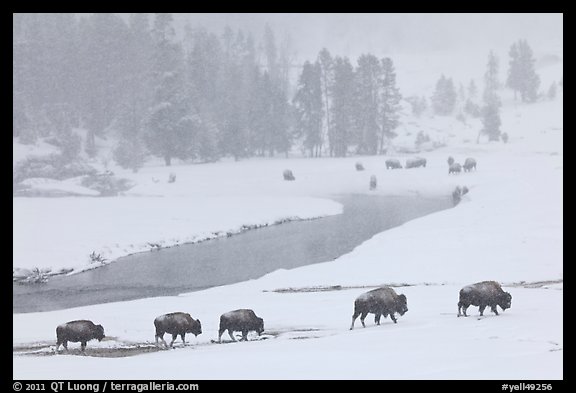 Bison moving in single file next to Firehole river, winter. Yellowstone National Park, Wyoming, USA.