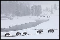 Bison moving in single file next to Firehole river, winter. Yellowstone National Park, Wyoming, USA.