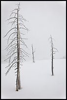 Tree skeletons in winter. Yellowstone National Park ( color)