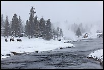 Firehole river and bison in winter. Yellowstone National Park, Wyoming, USA.