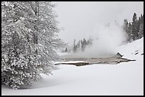 Snowy landscape with distant thermal pool. Yellowstone National Park, Wyoming, USA. (color)
