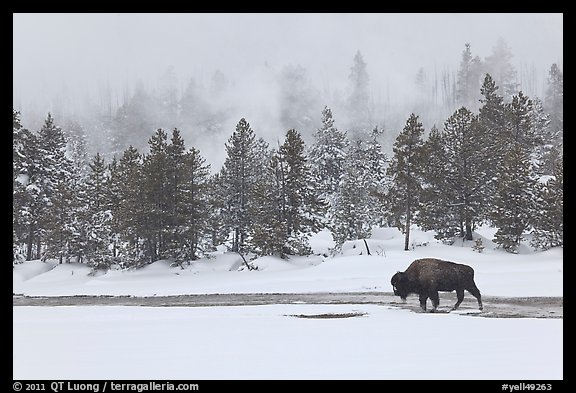 Bison following warm stream in winter. Yellowstone National Park, Wyoming, USA.