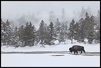 Bison following warm stream in winter. Yellowstone National Park ( color)