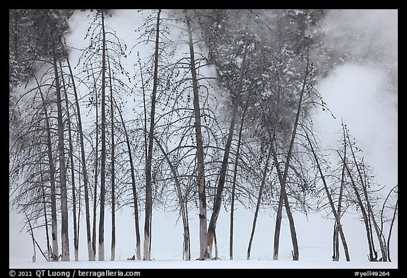 Bare trees and steam in winter. Yellowstone National Park (color)