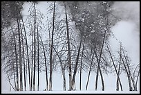 Bare trees and steam in winter. Yellowstone National Park, Wyoming, USA.