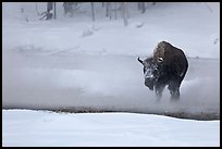Bison crossing Firehole River in winter. Yellowstone National Park, Wyoming, USA.