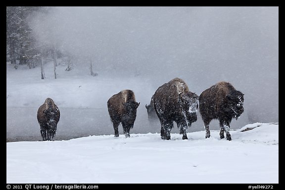 Group of buffaloes crossing river in winter. Yellowstone National Park (color)
