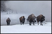 Group of buffaloes crossing river in winter. Yellowstone National Park ( color)