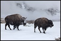 Two American bisons in winter. Yellowstone National Park, Wyoming, USA. (color)
