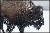 Close view of american buffalo in winter. Yellowstone National Park, Wyoming, USA.