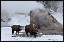 Bisons and geyser cone, winter. Yellowstone National Park, Wyoming, USA.