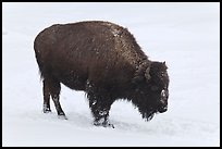 American bison in winter. Yellowstone National Park, Wyoming, USA.