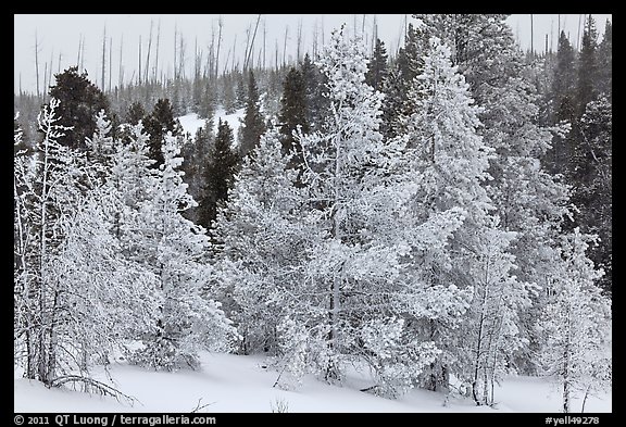 Snow-covered trees. Yellowstone National Park, Wyoming, USA.