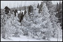 Snow-covered trees. Yellowstone National Park ( color)