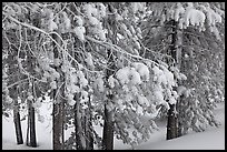Snow-covered branches. Yellowstone National Park ( color)