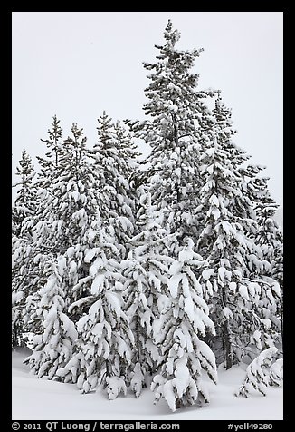 Snow-covered spruce trees. Yellowstone National Park, Wyoming, USA.