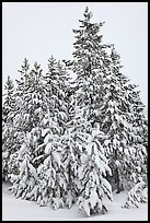 Snow-covered spruce trees. Yellowstone National Park ( color)