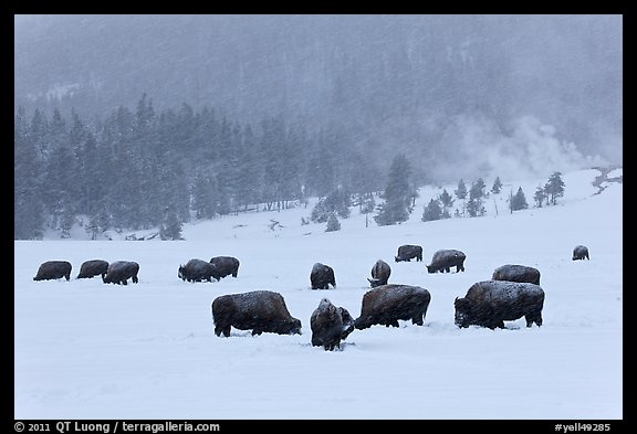 Herd of buffaloes during snow storm. Yellowstone National Park, Wyoming, USA.