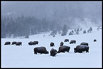 Herd of buffaloes during snow storm. Yellowstone National Park ( color)