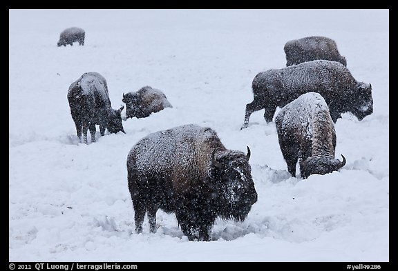 Bison feeding in snow-covered meadow. Yellowstone National Park, Wyoming, USA.