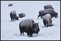 Bison feeding in snow-covered meadow. Yellowstone National Park, Wyoming, USA. (color)
