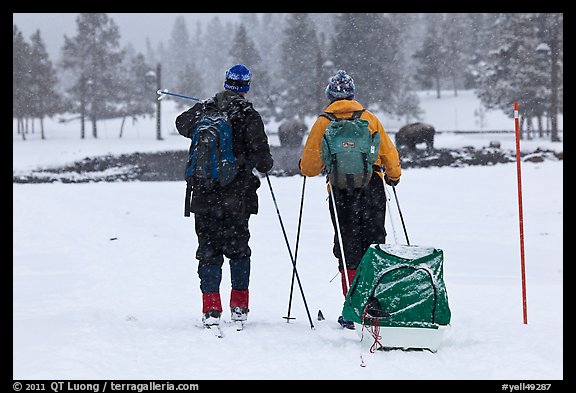 Skiers and bisons. Yellowstone National Park, Wyoming, USA.