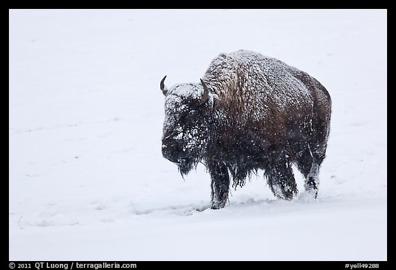 Snow-covered bison walking. Yellowstone National Park (color)