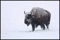 Snow-covered bison walking. Yellowstone National Park, Wyoming, USA. (color)