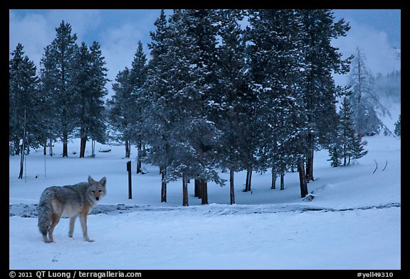 Coyote in winter. Yellowstone National Park, Wyoming, USA.