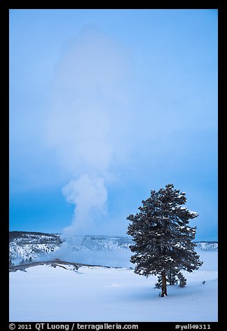 Pine tree and Old Faithful geyser in winter. Yellowstone National Park (color)