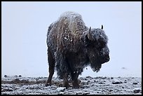 Snow-covered buffalo standing on warmer ground. Yellowstone National Park, Wyoming, USA.