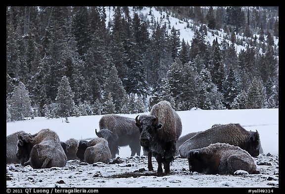 Bison herd on a warmer patch in winter. Yellowstone National Park, Wyoming, USA.