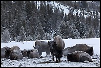 Bison herd on a warmer patch in winter. Yellowstone National Park, Wyoming, USA. (color)