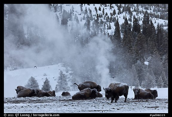 Bisons with thermal plume behind in winter. Yellowstone National Park, Wyoming, USA.