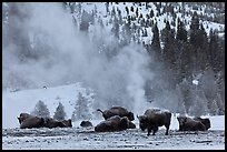 Bisons with thermal plume behind in winter. Yellowstone National Park ( color)