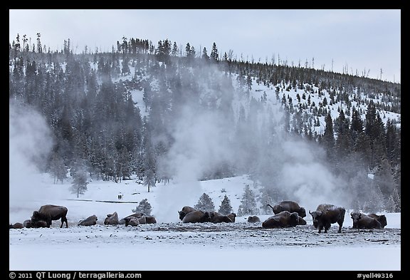 Buffalo herd and Geyser Hill in winter. Yellowstone National Park, Wyoming, USA.