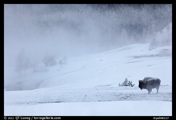 Lone bison and thermal steam. Yellowstone National Park, Wyoming, USA.