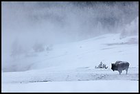 Lone bison and thermal steam. Yellowstone National Park ( color)