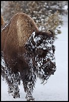 American bison with snow sticking on face. Yellowstone National Park, Wyoming, USA. (color)