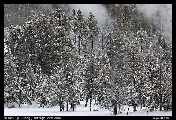 Wintry forest and steam. Yellowstone National Park, Wyoming, USA.