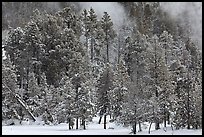 Wintry forest and steam. Yellowstone National Park ( color)
